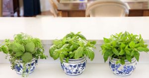 My-Favorite-Hack-for-Having-Fresh-Beautiful-Herbs-at-My-Fingertips-All-Summer-Long-3.jpg