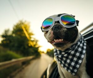 Dog-Owners-Warned-of-Hefty-5000-Fine-They-Could-Face-This-Summer.jpg